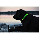 Safety Glowing Pet Collar With LED By Project Pet Lovers Club