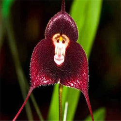 40 Seeds Per Pack - Butterfly Orchid Bonsai Flowers