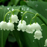40 Seeds per Pack - Lily of the Valley